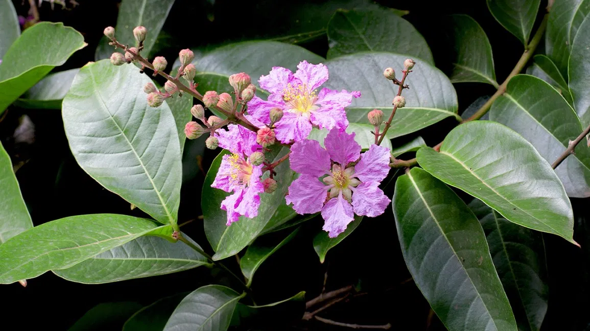 banaba leaves health benefits 