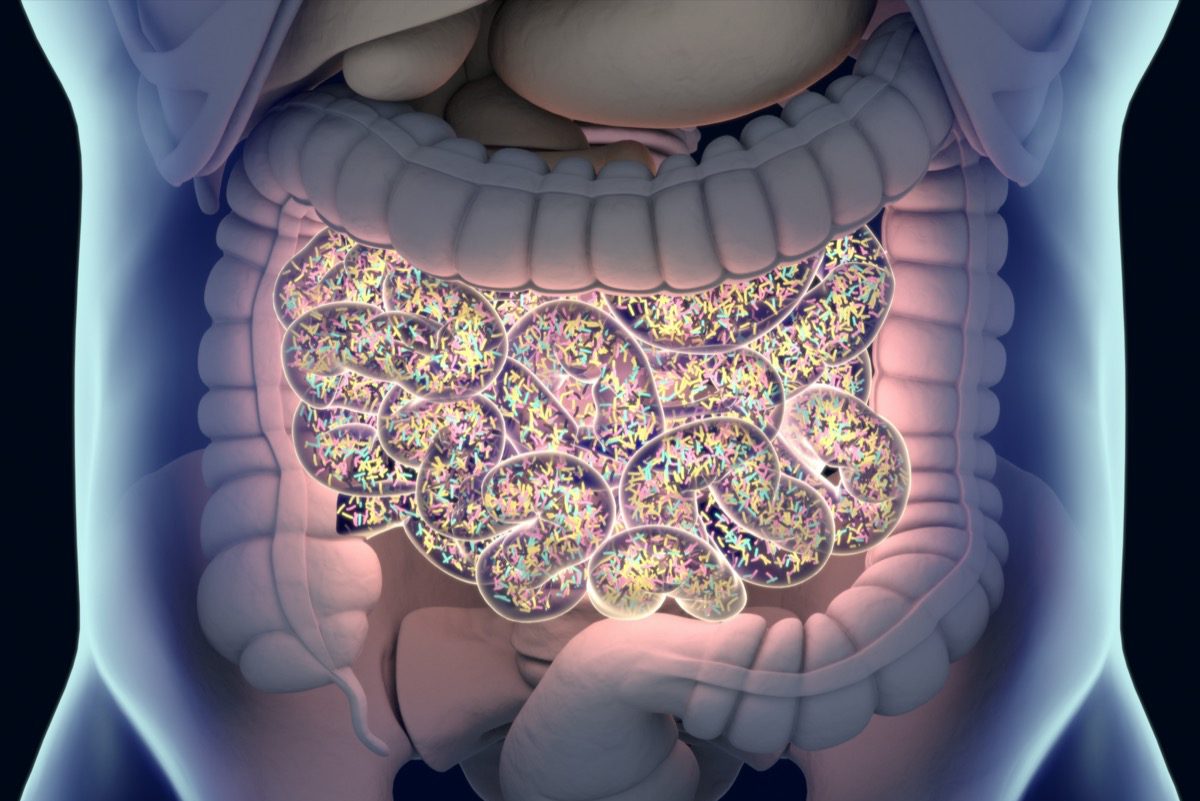 gut bacteria microbiome