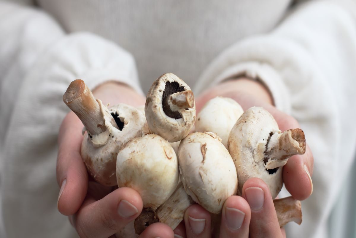 holding mushrooms in hands