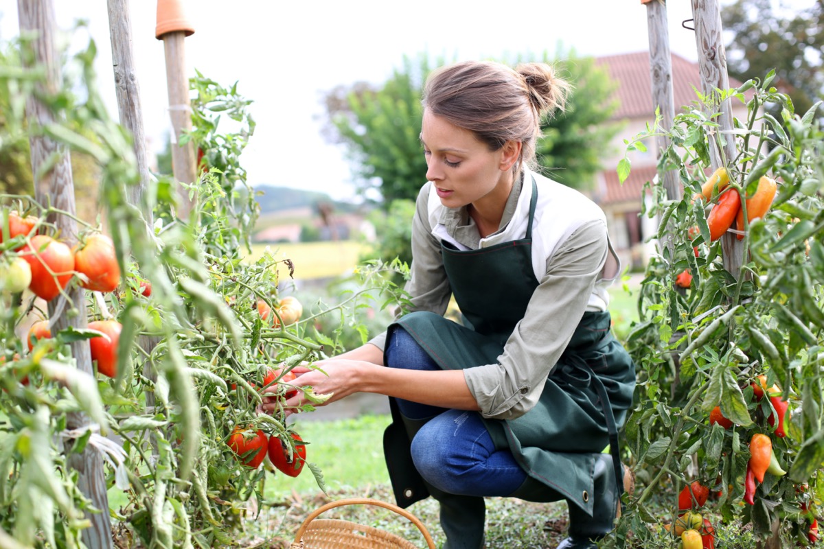 Woman in kitchen garden picking tomatoes