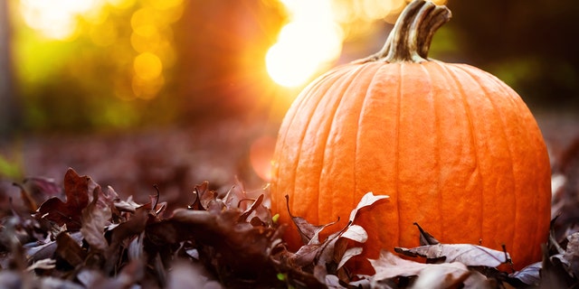 Aside from their use in traditional baking dishes, pumpkins can also be used to make soups, for example. "a cozy bowl full of wonders."