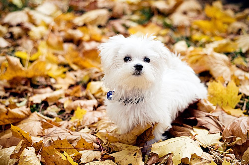 Maltese.-Credit-Monika-Lecinska-RuchniewiczThe-Kennel-Club--