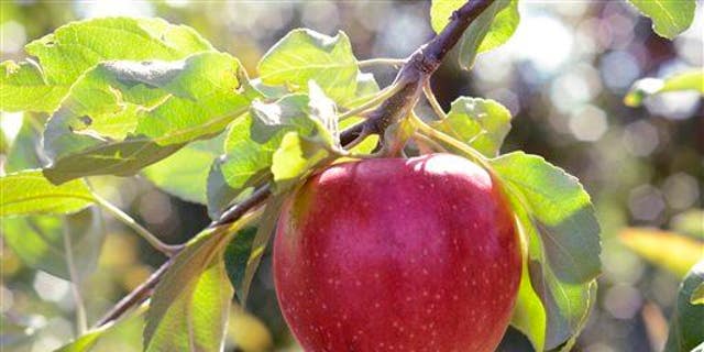 The apples are "handy for on-the-go snacks, and are great to use with other meals, baked alongside meats and/or healthy desserts," said Dr. David Gentile of Rocky Point, New York. 