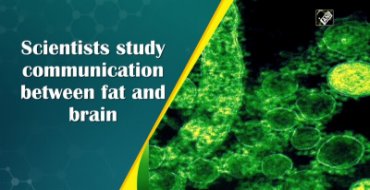 Scientists study the communication between fat and the brain