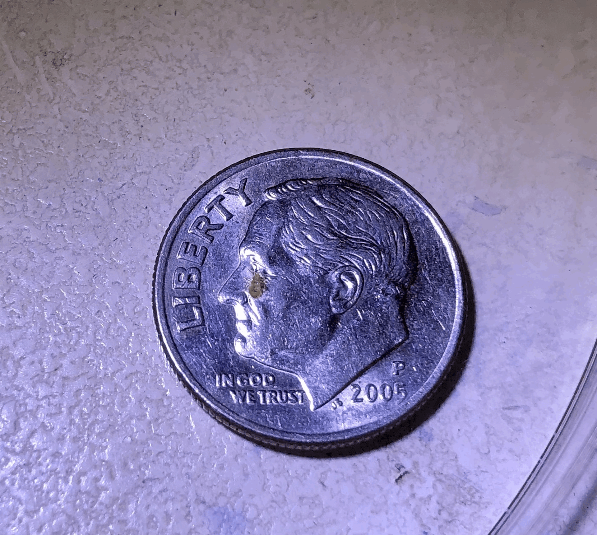 Little bug sits on a dime