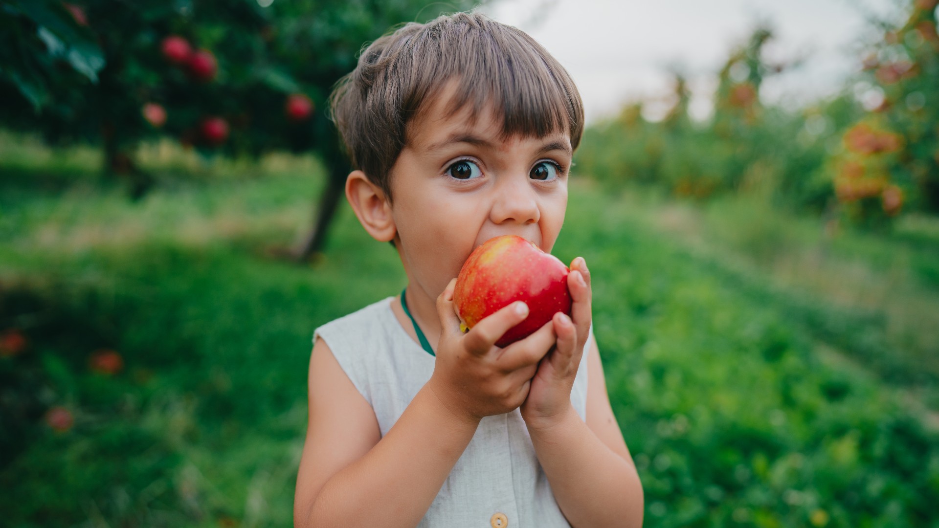 Boy eating apple in orchard